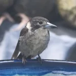 Prachtig vogelbadje voor uw tuin of balkon