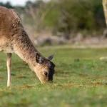 Vliegenvangers: Ontdek de mooiste soorten en hun gedrag