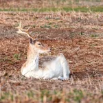 Vogel muurbeugel kopen voor vogels en voerhuisjes